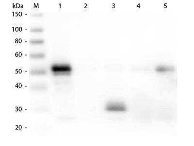 Western Blot: Donkey anti-Rabbit IgG Fc Secondary Antibody [FITC] [NBP1-73255] - Lane 1: Rabbit IgG whole molecule. Lane 2: Rabbit IgG F(ab) Fragment. Lane 3: Rabbit IgG F(c) Fragment. Lane 4: Rabbit IgM Whole Molecule. Lane 5: Normal Rabbit Serum. All samples were reduced. Load: 50 ng per lane. Block: incubated with blocking buffer for 30 min at RT. Primary Antibody: Anti-Rabbit IgG F(c) (DONKEY) Antibody 1:5,000 for 60 min at RT. Secondary antibody: Anti-Donkey IgG (GOAT) Peroxidase Conjugated Antibody 1:40,000 in incubated with blocking buffer for 30 min at RT. Predicted/Observed Size: 25 and 50 kDa for Rabbit IgG and Serum, 25 kDa for F(c) and F(ab), 70 and 23 kDa for IgM. Rabbit F(c) migrates slightly higher.